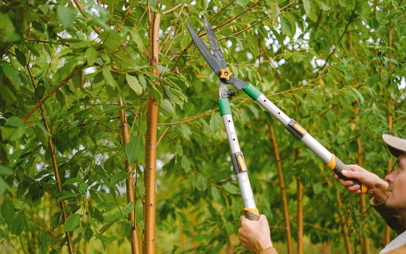 Tree trimming in Vader, WA