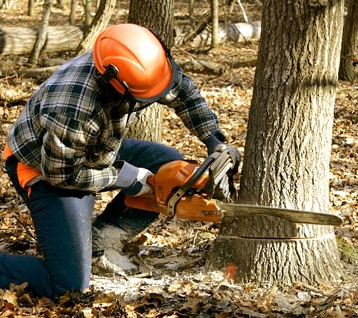 Tree Removal in Vader, WA
